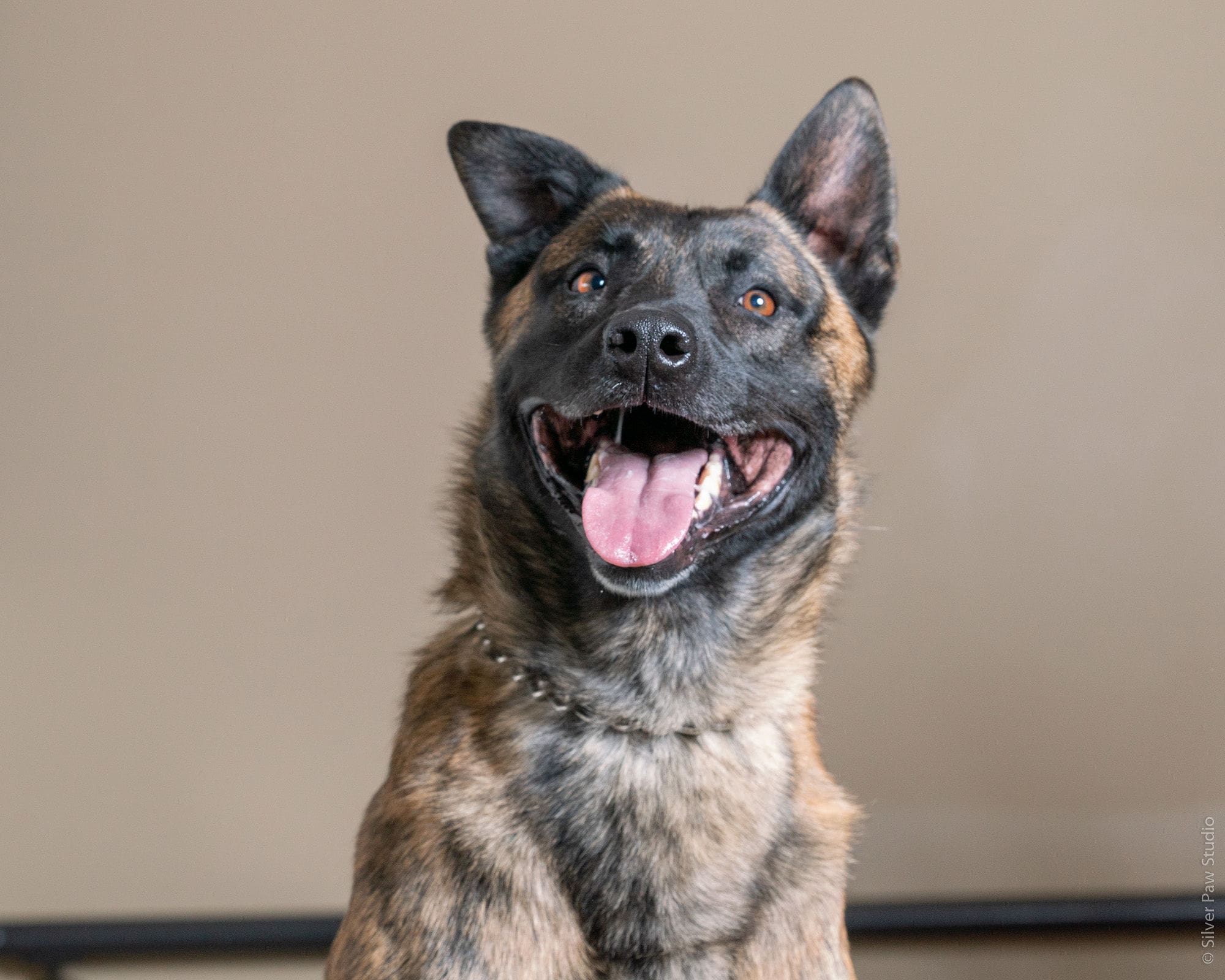 Cash- Larimer County Retired K9