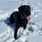 raveninsnow (1)