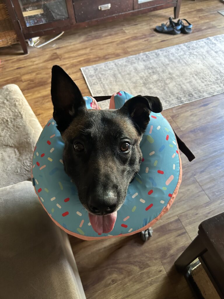 K9 Riggs Donut